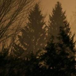 If These Trees Could Talk — From Roots to Needles