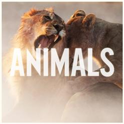 J. Cole — Animals (Remix)